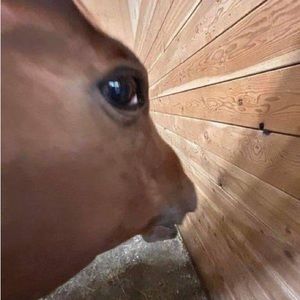 Meet your Posher, Kyono